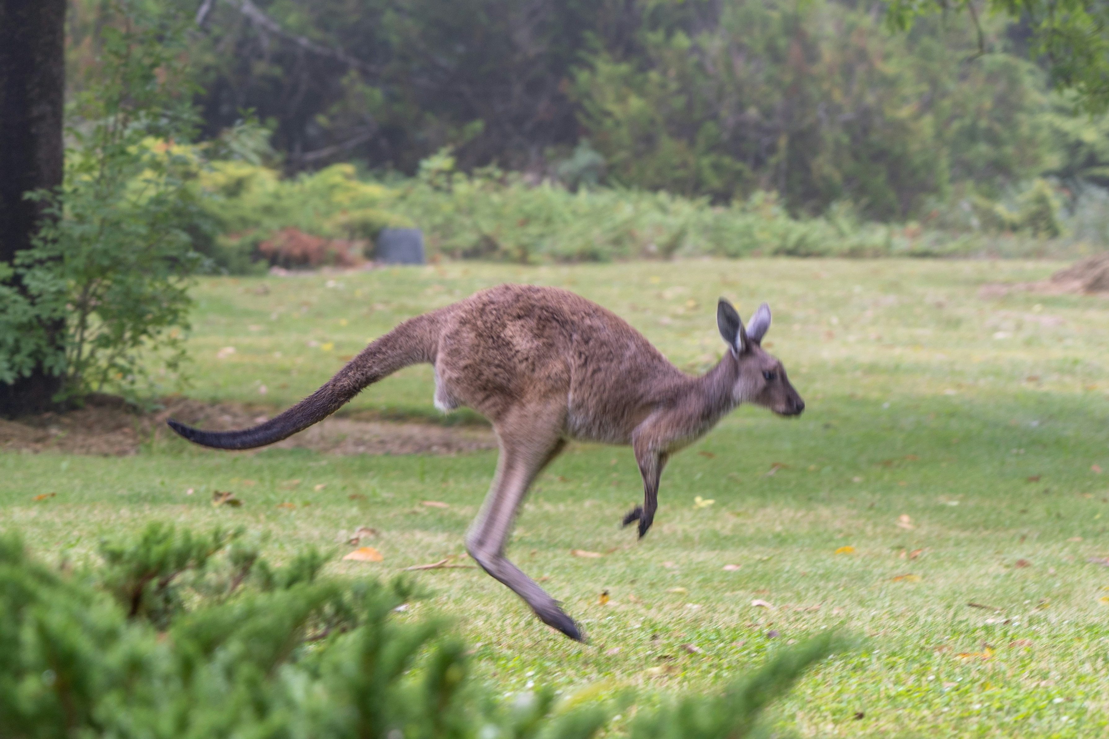 Picture of a kangaroo